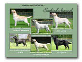 Seabirds Labradors
