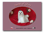 Home Maltese Kennel Secret of Glory FCI