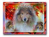 Seven-Stone Collie kennel