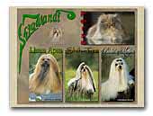 Shiawandi Lhasa Apso