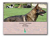 Lowchens Kennel Silver Coat