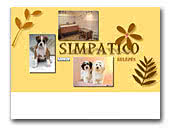 Simpatico German Boxer and Havanese