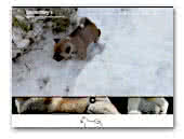 American Akitas Snowstory's 