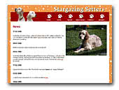 English Setters Stargazing