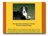 Starzhy Kennel