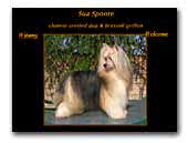 Chinese Crested Dogs Kennel Sua Sponte