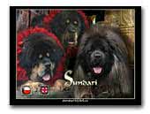 Sundari kennel Tibetan Mastiffs