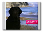 Labrador Retrievers T-Retrievers