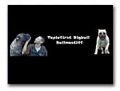 Tapiofirst Bigbull Bullmastiff