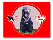Black Terriers Kennel Inima Mea