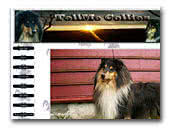 TellMe Collies