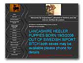 Lancashire Heelers and Griffon bruxellois Telpoolwyn