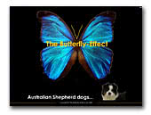 The Butterfly Effect Australian Shepherd
