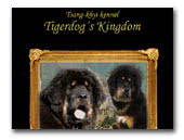 Tshang-khyi (Tibetan Mastiff) kennel Tigerdog's Kingdom
