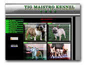 English and French Bulldog Tig Maistro