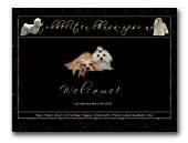 Lhasa Apso Tobbeliten