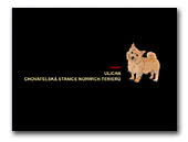 Norwich Terrier Ulicha Kennel