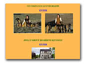 Vectiseleon Leonbergers