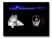 Blue Bricassart FCI