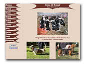 Voice Of Forest Basset Hound Kennel
