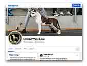 United West Line American Staffordshire Terriers