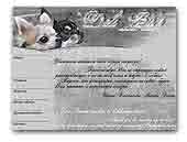 Chihuahuas Deli Bir's