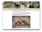 Dognik Bulls - american pitbull terrier and american bully kennel