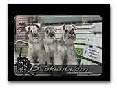 Miniature Schnauzers van den Beukenboom 