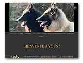 Kertanhyys Belgian Shepherd & Shetland Sheepdog