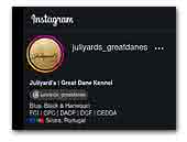 Juliyard's Great Dane