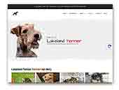 Lakeland Terrier von der Sonne Arcturus