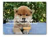 I samurai del Pigno Shiba Inu