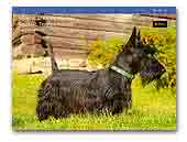 Whip of the Carpathians Kennel