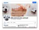 White Diamond Bear FCI Samoyed