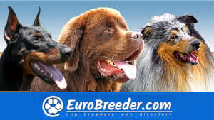 Dog Breeders and Kennels - EuroBreeder.com