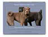 Shar Pei Kennel Blue Bird's Castle