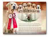 Golden Retriever Camian‘s