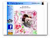 Canis Bohemia Bolognese