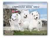 Samoyed Carpathian White Smile