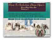 Close To Perfection Lhasa Apso's
