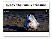 Buddy The Family Treasure Coton de Tulear