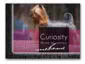 Curiosity Kennel
