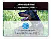 Iz Korolevstva D'Allba dobermann kennel