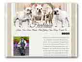 Fantasia French Bulldogs