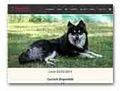 Finnish Lapphund Midnight Sun