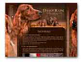 Irish Red Setter Daisy Rain