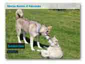 of Kahnawake Siberian Huskies