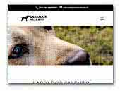 Labrador Salento