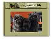 Laroussu's Affenpinscher