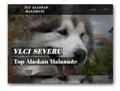 Vlci severu Alaskan Malamute